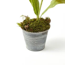 Year-round Decorations | Forever Blooms<Mrs. Alice Handpainted Red Tulip